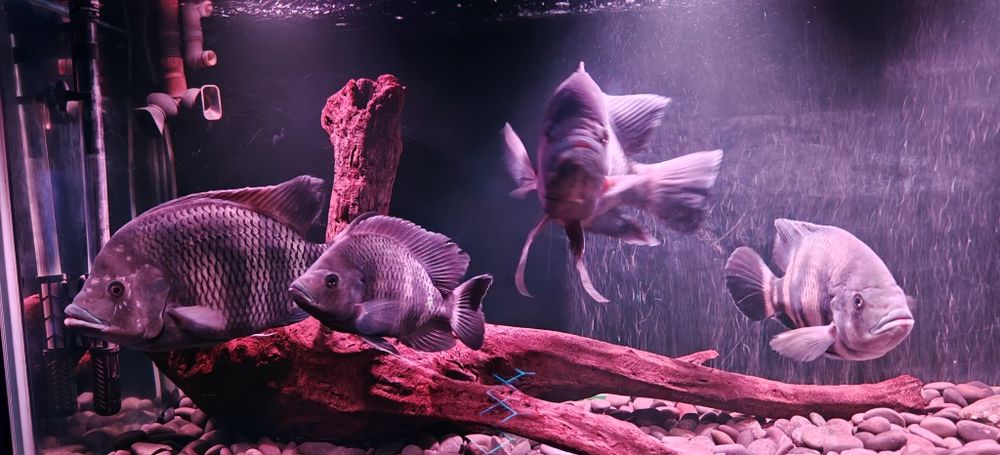 Риба Тилапия Бутикофери