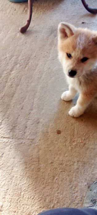 АКИТА Ину   малки кученца