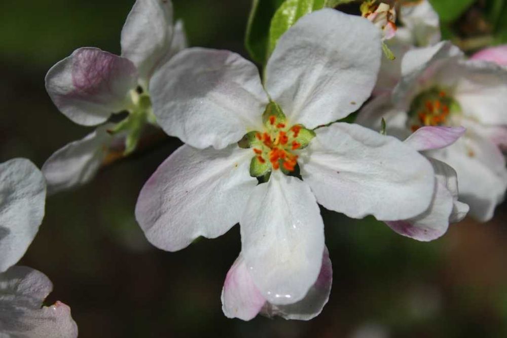 Безплатна фотосесия във Варна, квартал Аспарухово