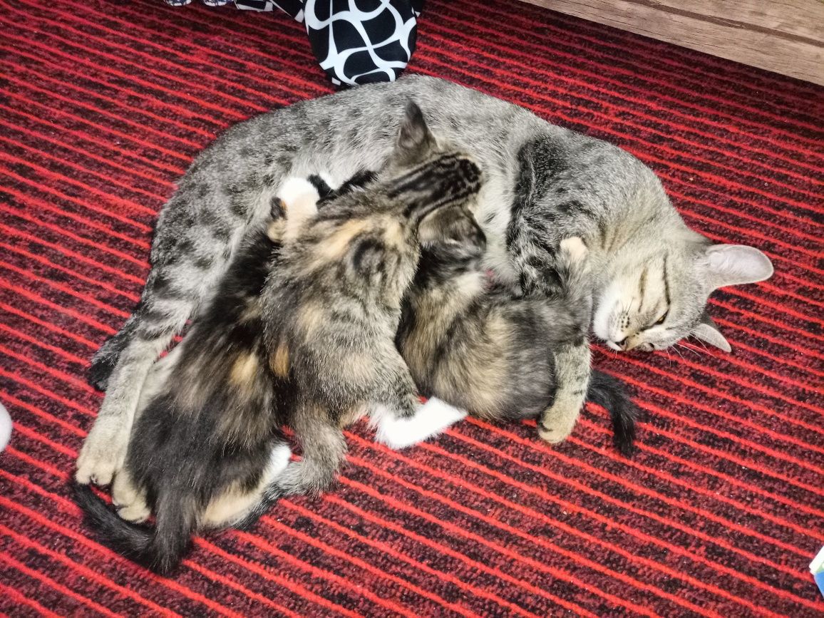 Отдам даром котят