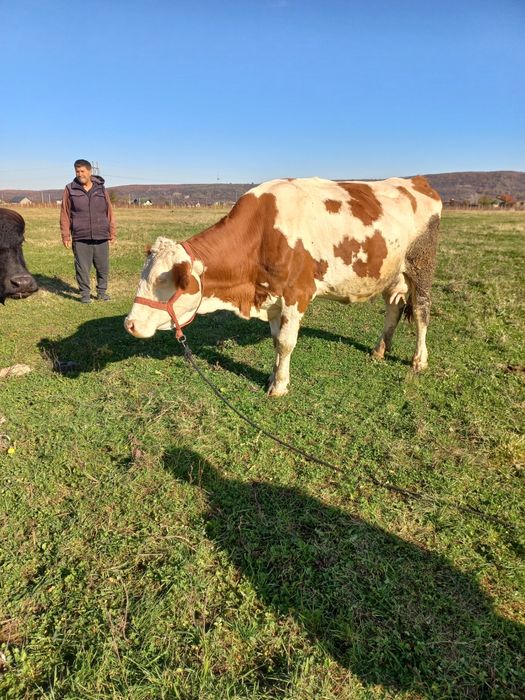 Vând vaca la a 2 fătare