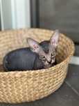 Pui Sphynx disponibil în Timișoara!
