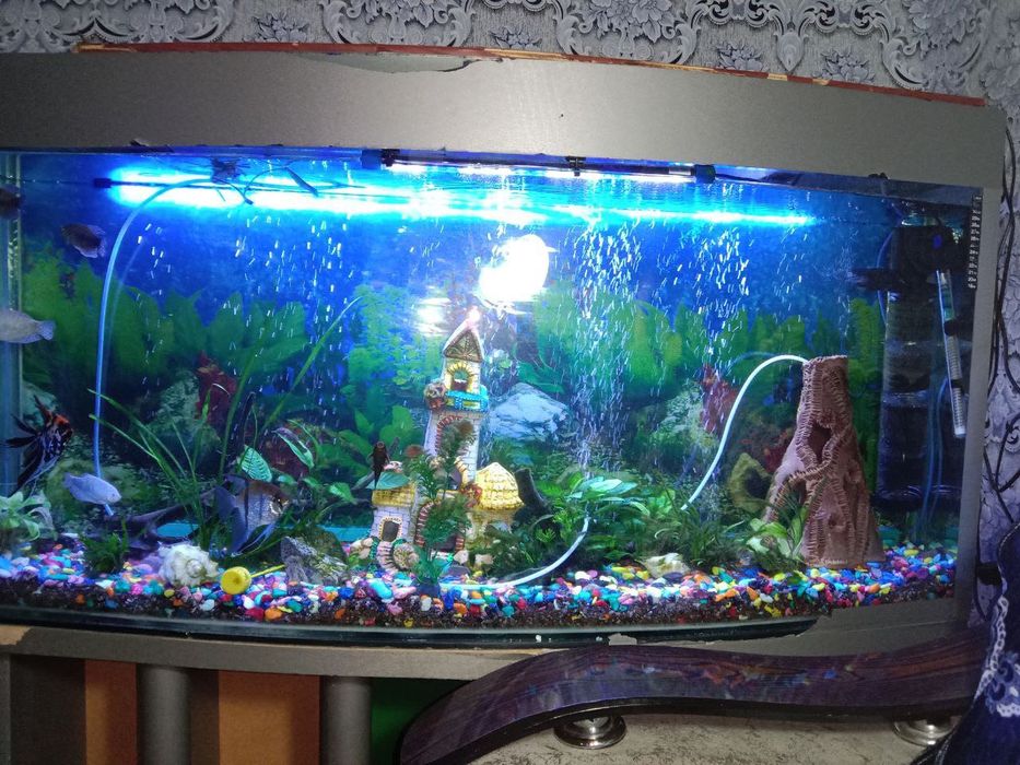 Продаётся готовый аквариум — полноценный подводный мир у вас дома!