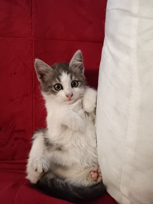 Norvegiana de Pădure