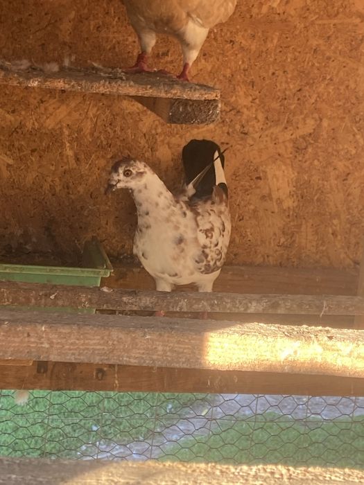 Porumbei king /metisi