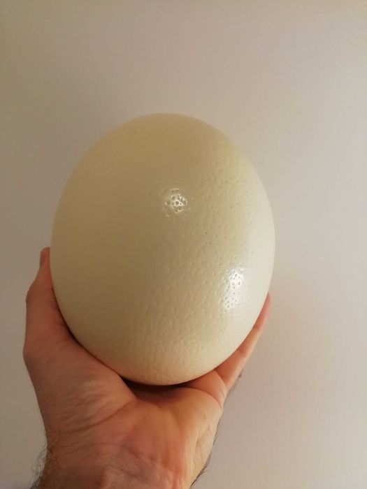 Нощна лампа от щраусово яйце