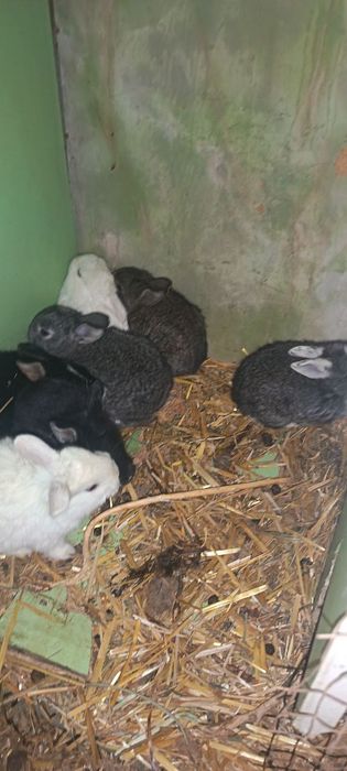 Куёнчалар сотилади