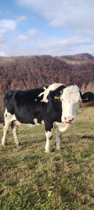 De vînzare Vacă Gestancă în 6 luni