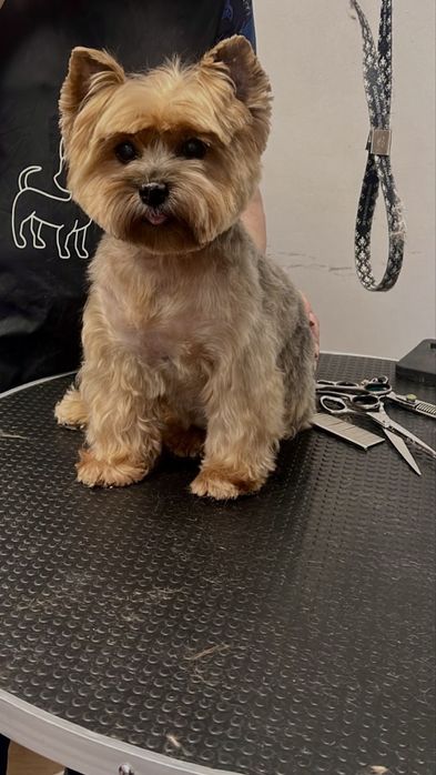 Frizerie canină / Toaletaj canin / Tuns Căței / Tuns Canin Bragadiru