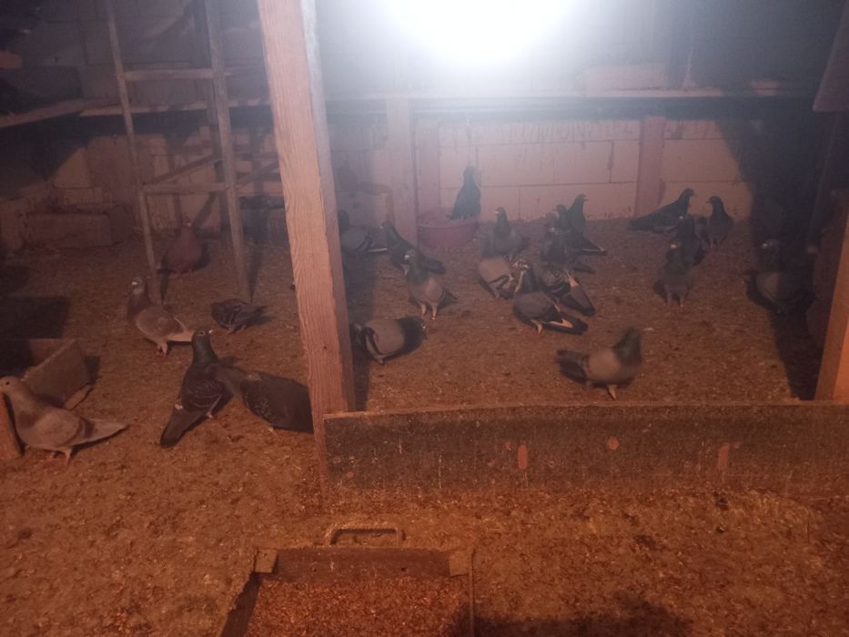 Vând porumbei voiajori