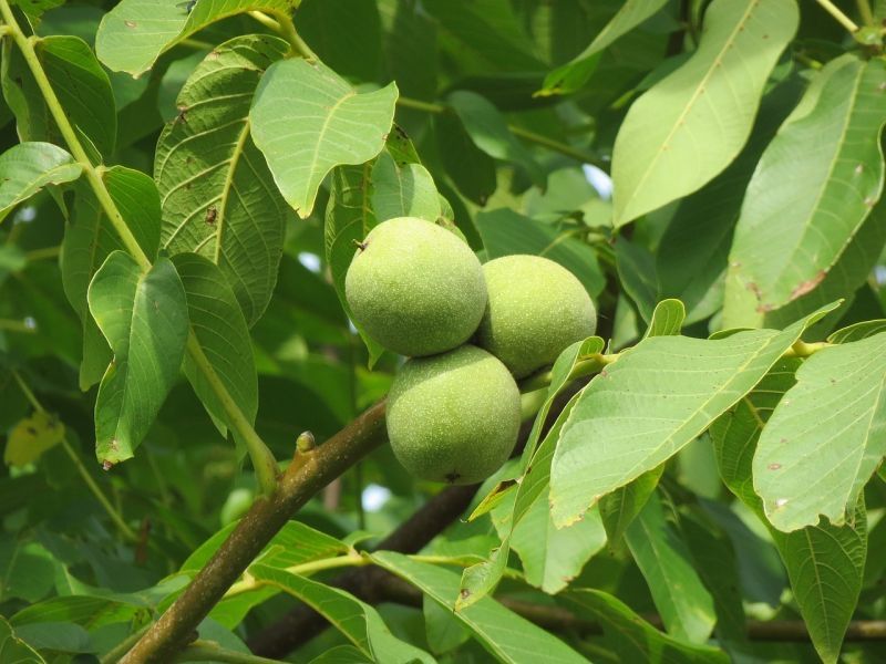 Nuc soiul  juglans.