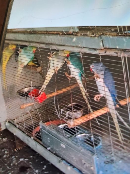 Papagal Micul Alexandru