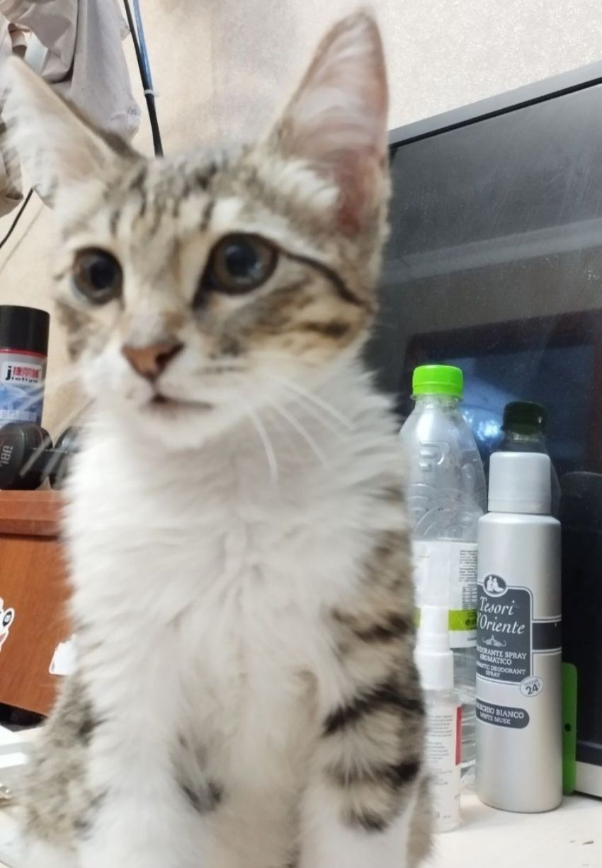 Котенок мальчик 2 месяца, в заботливые руки