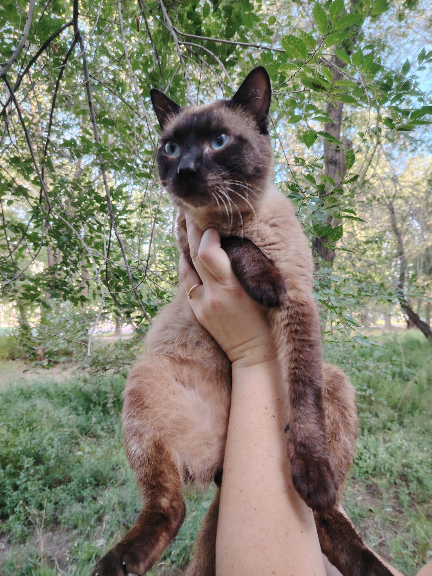 Пристраивается котик