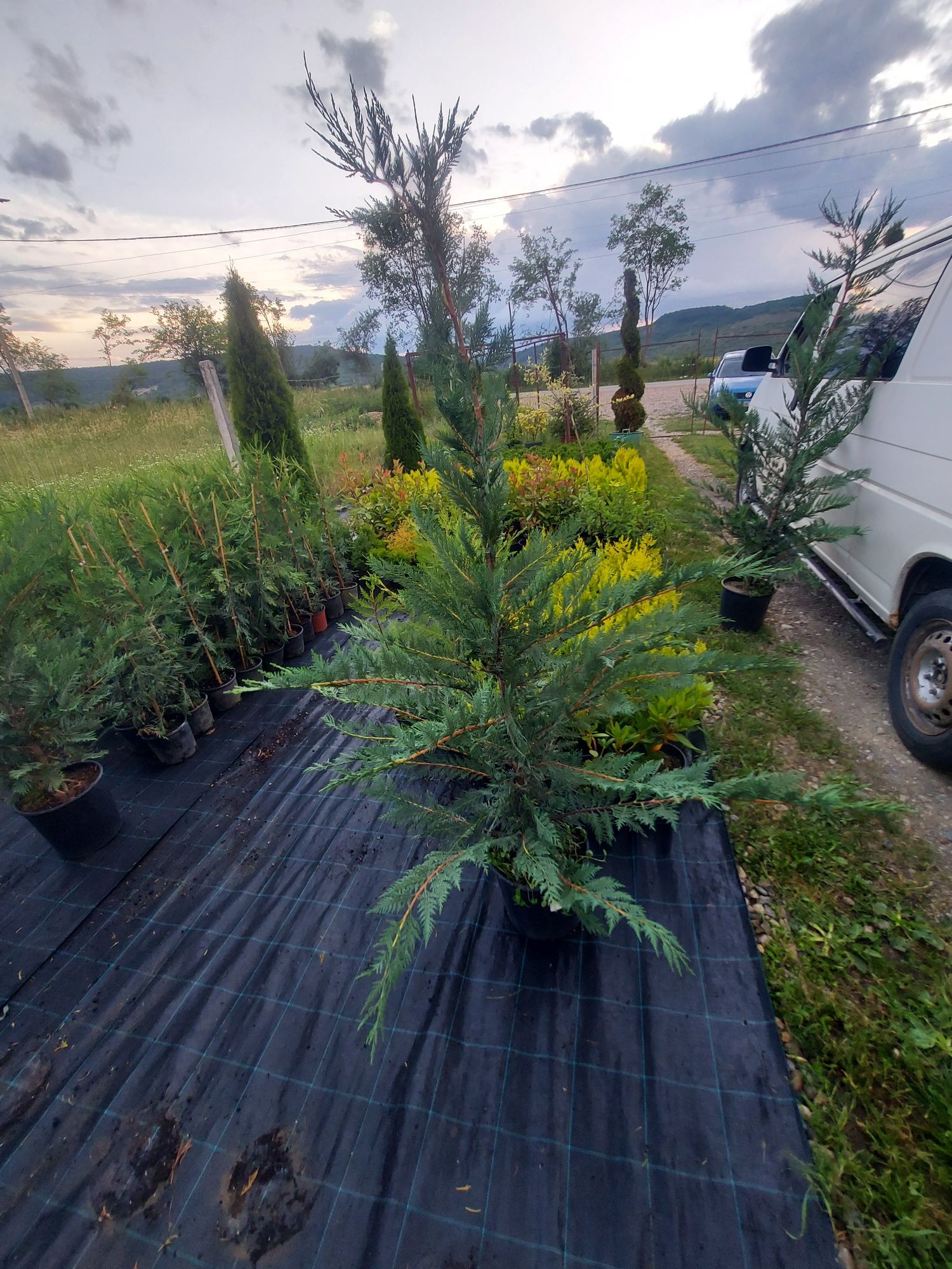 Leylandii 150 cm Gard Viu