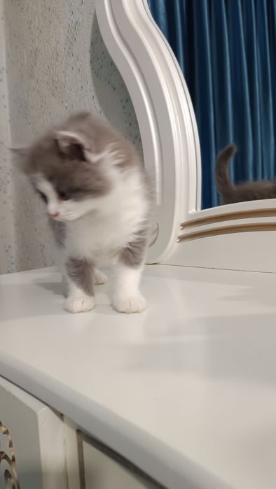 Продаётся котёнок скотиш страйт хайленд