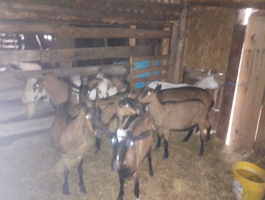 Vând sau schimb capre alpine