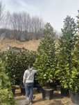 Vand magnolia grandiflora tufa mare 3,8 4m
