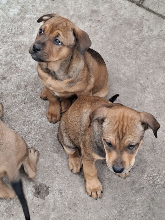 Кученца-Питбулчета