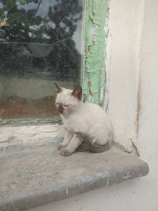 Котята сиамские в добрые руки