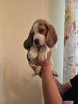 Puiuț de sex masculin beagle