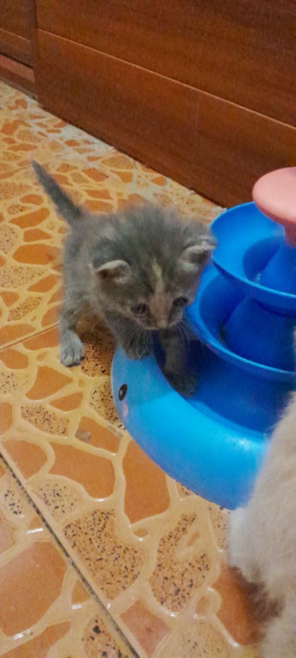Котята здоровые чистые