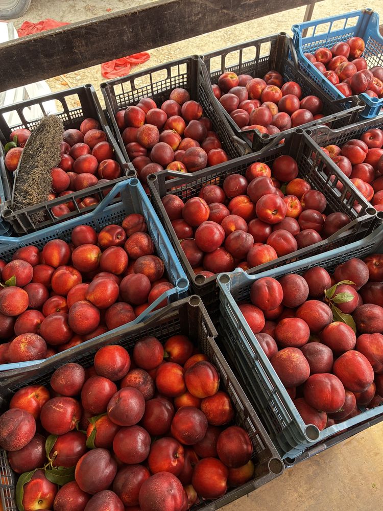 Vand nectarine pentru tuica
