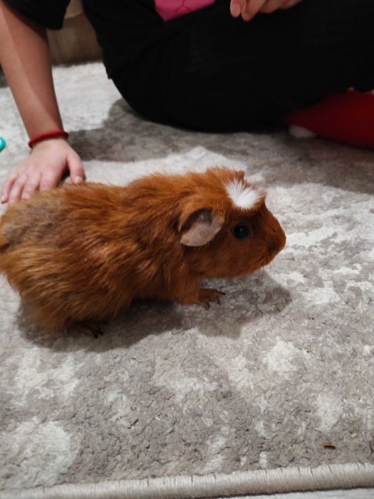 Продавам морски свинчета