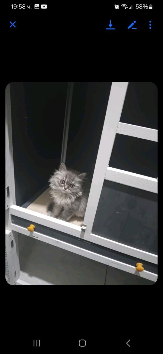 Персийско мъжко коте