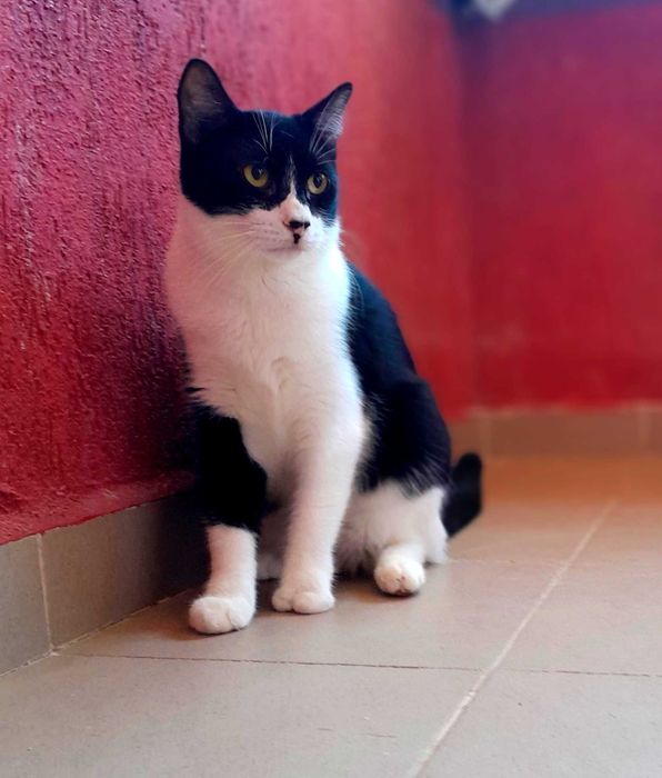 Adoptie pisica neagra castrata Seherezada