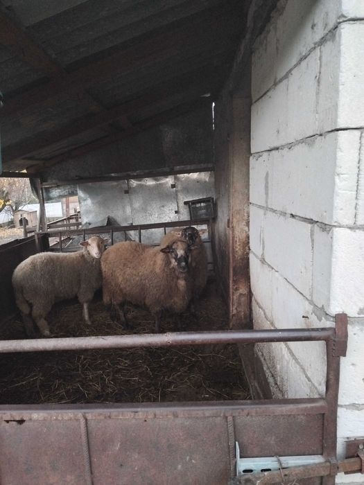 Berbecuti de vânzare