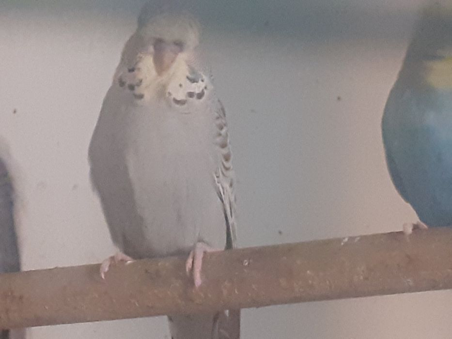 Crescator vand peruș plus colivie,accesorii si mancare