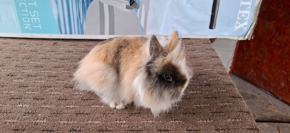 Vând iepurasi rex și cap de leu