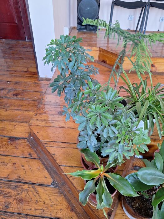 Цветы домашние. .