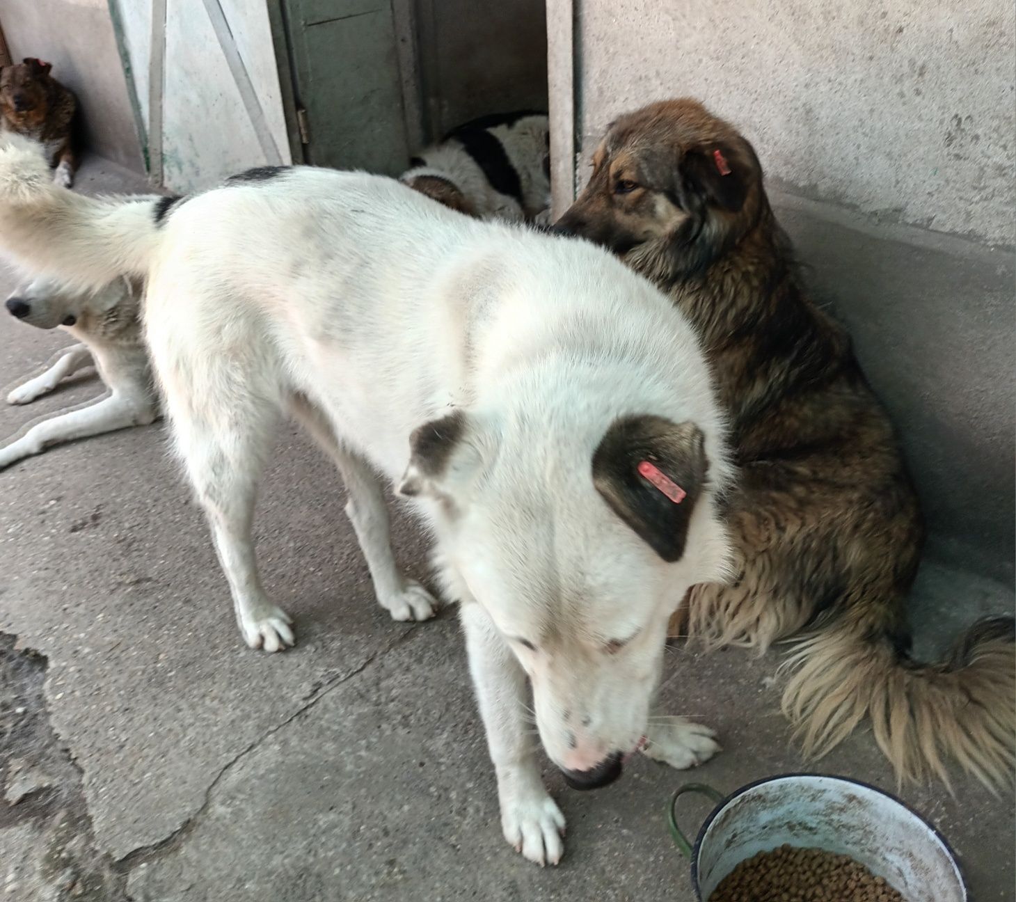 Подарява се сладък Чопър