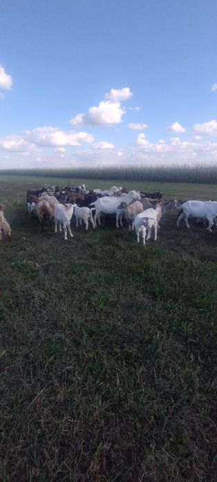 Caută alt domiciliu