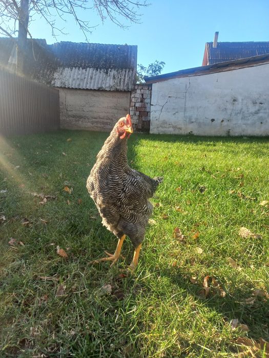 Vand 2 cocos plymont