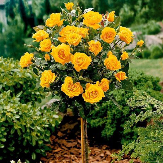 Trandafiri Pomișor la Ghiveci