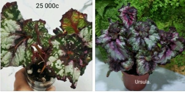 Молоденькие бегонии.