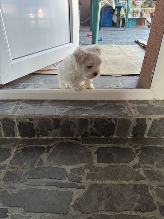Bichon Maltez mini toy
