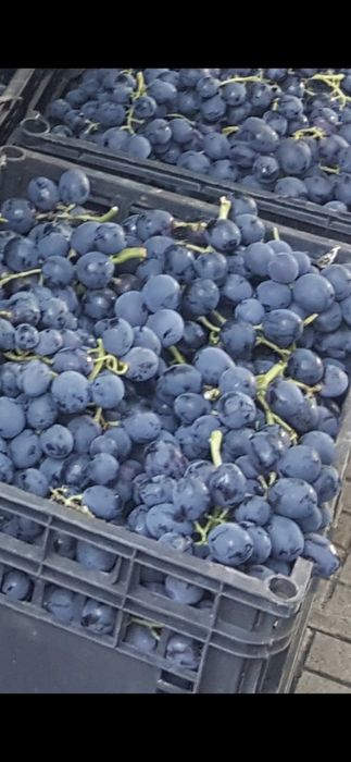 Грозде за ракия Палери 0.80 лв. Пресоване