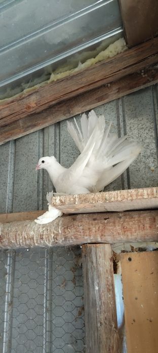 Vând porumbei voltati indieni