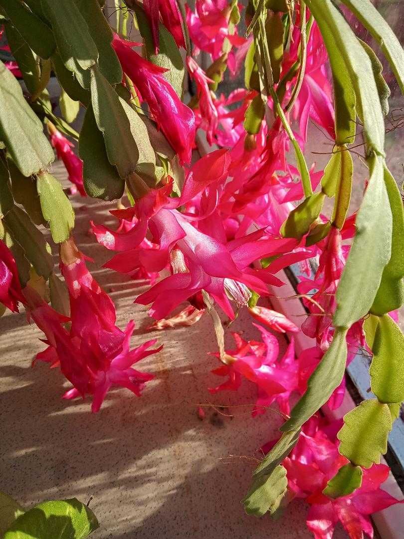 Floare de apartament Craciunita sau Cercelus