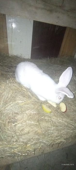 Iepurita tanara de vanzare