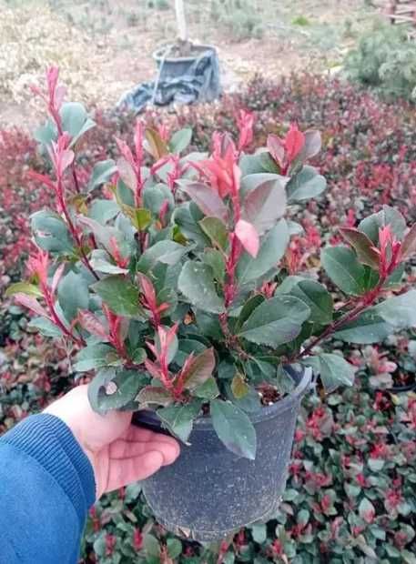 PonPon Tuia Smaragd Leilandy Magnolia Photinia Glob, Evonymus Spirale