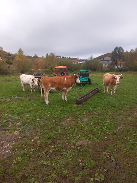 Trei vaci de vanzare