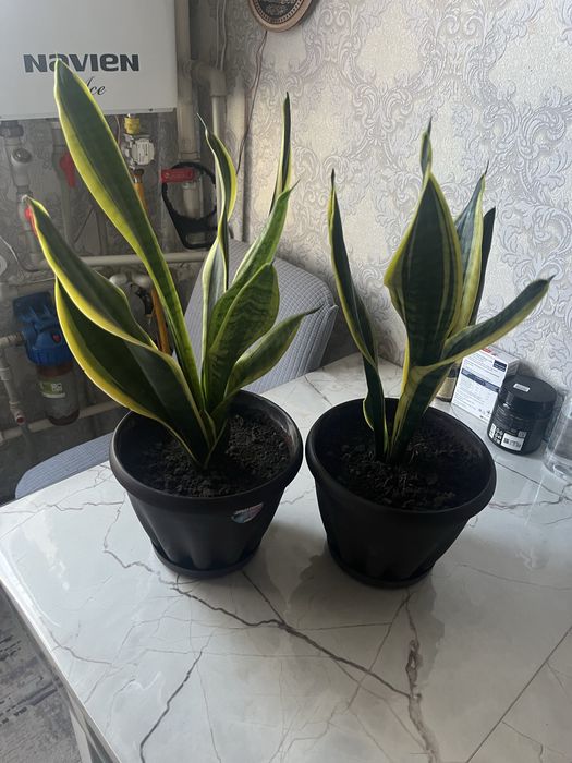 Продам комнатные цветы