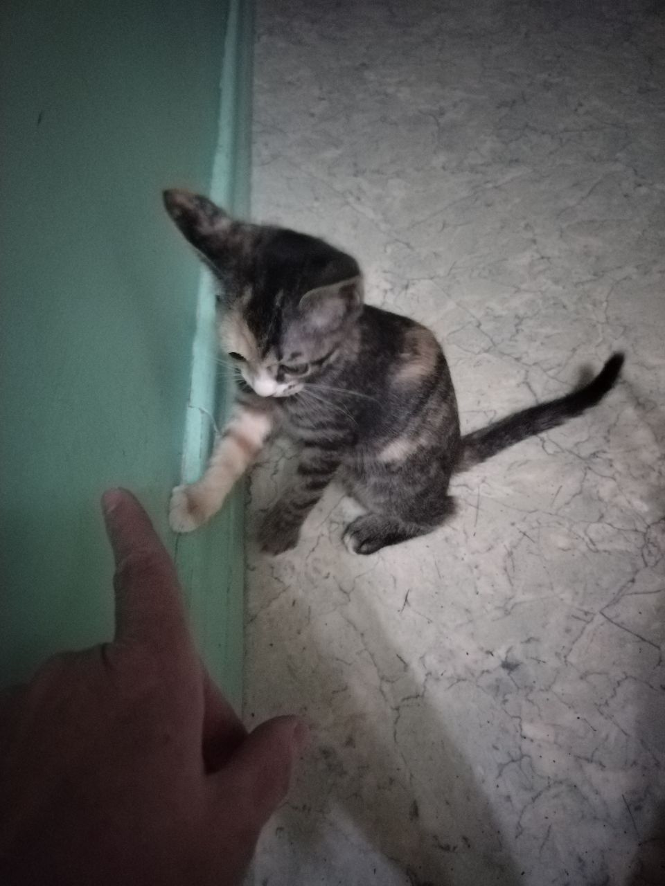 Отдается котенок в добрые руки