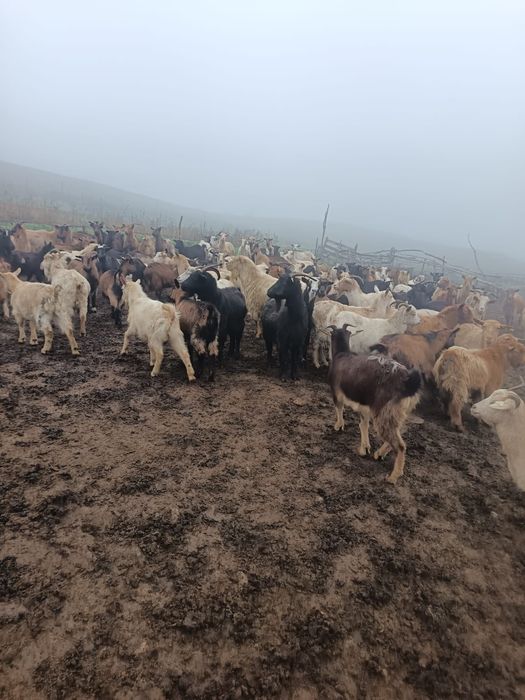 Vând 120 de capre sau schimb cu oi