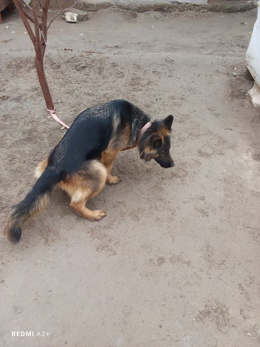 Длина шерс афчарка